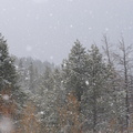 fresh snow falling in the trees2010d07c078.jpg